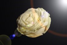 White Rose / ***