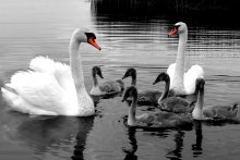 Feathered family / ***
