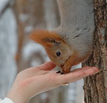 squirrel / ***