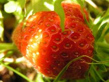 Strawberry / ***