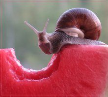 Watermelon snail / ***