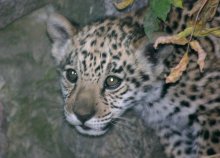 My Sweet and Tender Beast / ***