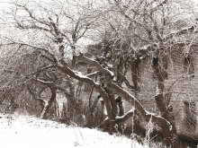 winter sleep / ***