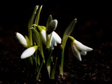 * My home album * / ***