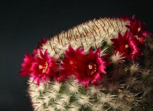 once a year is svyata / ***