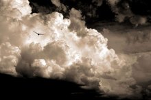 stormy flight / ***