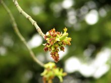 Spring / ***