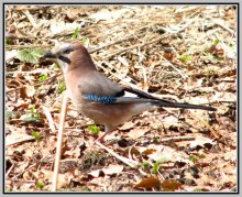 Jay / ***