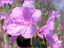 Bogulnik blossomed / ***
