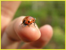 Portrait of a ladybug / ***