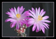 Mammillaria theresae / ***