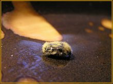 ... And the beetle also poses / ***