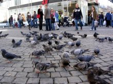 Pigeons ... / ***