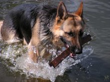 Wasserhund =) / ***