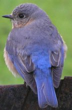 Morning outside the window / ***