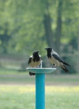 At the fountain / ***