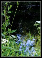 Derelict pond ... / ***