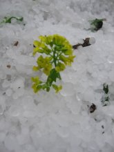 through the hail / ***