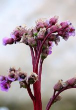 The Scarlet Flower / ***