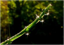 Morning dream of the sea modest horsetail / ***