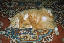Heavy cat's life / ***