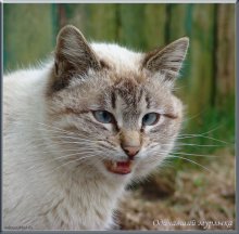 Feral Purring. / ***