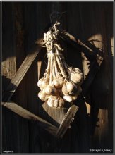 Harvest in the frame. / ***