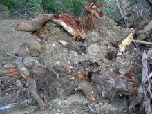 At this and held / ***