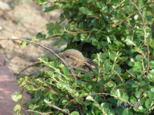 sparrow / ***
