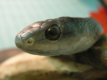 curious snake / ***