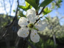 once a year the gardens are blooming ... / ***