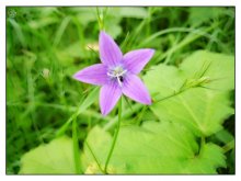 Flower:) / ***