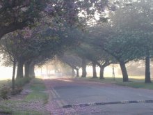 Spring Morning / ***