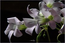 Sakura withered, for it fades and something else / ***