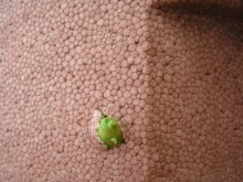 What was not expected? / ***