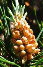 Almost pineapple / ***