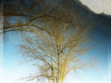 Reflection / ***