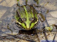 Big green frogs / ***