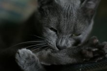 sneezing / ***