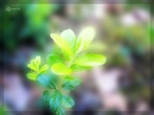 Summer colors / ***