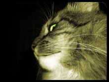 Kuzmich / ***