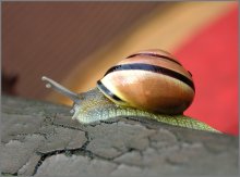 snail / ***