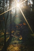Through the thicket / ***