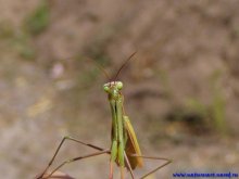 Hello, Earthlings! / ***
