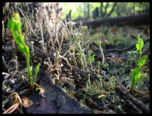 Forest landscape / ***