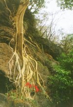 Strong roots / ***