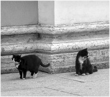 Cats in the Hermitage! / ***