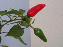 So I was ripe ... / ***