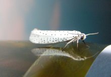 In a white cloak ... / ***