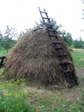 hay / ***